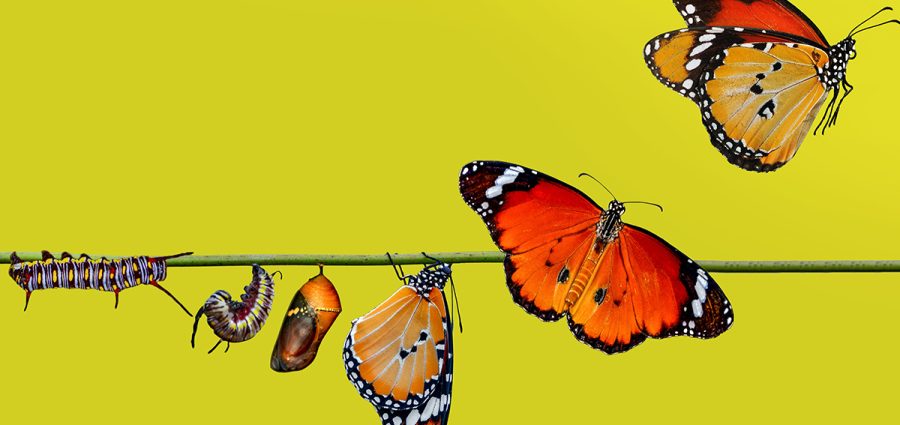 A farm for butterflies, pupae and cocoons are suspended. Concept