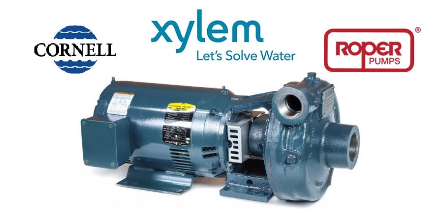 Xylem