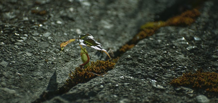 Close up view of a small wild plant growing on an urban walkway growing through the cement. Mental health concept for resilience, perseverance or growth